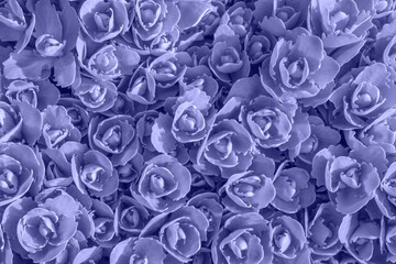 Couleur de l& 39 année 2022 fond très péri fleuri. Pousses violettes fraîches de Sedum telephium. Fond naturel. Jeunes feuilles printanières de plantes succulentes. Vue de dessus, mise au point sélective