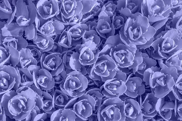 Afwasbaar behang Pantone 2022 very peri Kleur van het jaar 2022 zeer peri florale achtergrond. Verse violette scheuten van Sedum telephium. Natuur achtergrond. Jonge lente bladeren van succulente installatie. Bovenaanzicht, selectieve focus