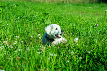 Biały  Owczarek Podhalański w w zielonej trawie