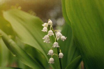 Beautiful lily of the valley flower on blurred background, closeup