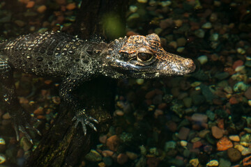 Small alligator with watchful eyes in a pond of a zoo