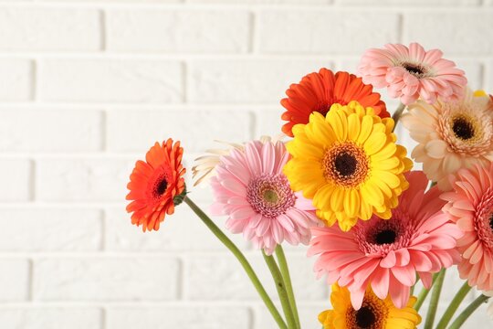 Bouquet of beautiful colorful gerbera flowers against white brick wall