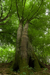 Beautiful European Beech Tree