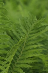 Beautiful fern with lush green leaves growing outdoors, closeup