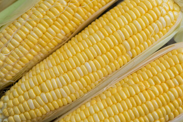 Yellow Sweet corn ears background