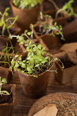 Vegetable seedlings in biodegradable pots on wooden table close up. Urban gardening