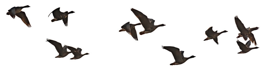 Isolated images of flying wild geese in various poses on a white background. Bird Flock Constructor