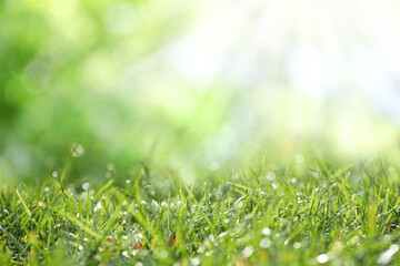 Beautiful green grass with morning dew on sunny day. Bokeh effect