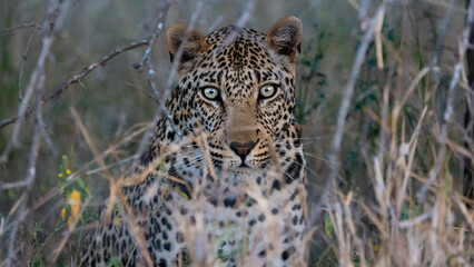a Male leopard close up