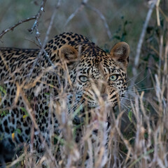 a Male leopard close up