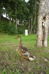 cute duck in the park. wild birds in nature.