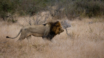 a male lion on the move