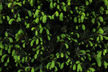 Beautiful green coniferous tree as background, closeup