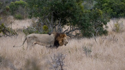 a male lion on the move
