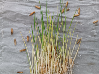 Rice seedling growth test agriculture food harvest