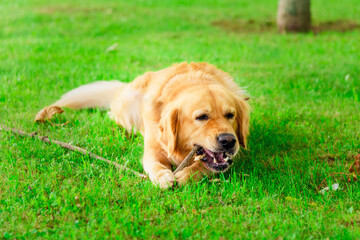 Golden Labrador dog playing with a piece of wood at summer green park.