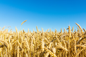 Beautiful harvest of ripe golden wheat,rye ears under a clear blue sky background.Close-up.Selective focus.