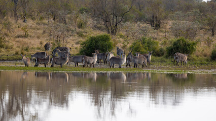 a herd of waterbuck in a waterhole