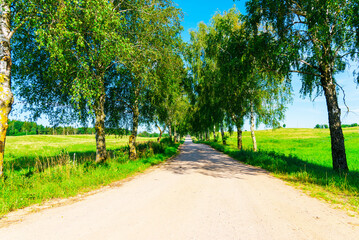 Summer Empty Country Road With Trees Beside.Landscape Concept. Long gravel road in summer nature landscape.