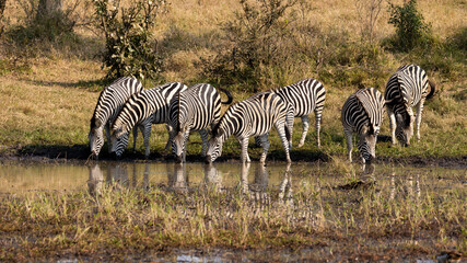 a herd of zebra drinking water in golden light
