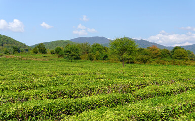 Fototapeta na wymiar Fields of tea, harvest. Natural selection, Fresh tea leaves at the tea farm
