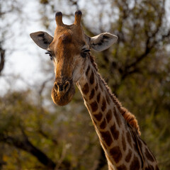 a giraffe in the wild