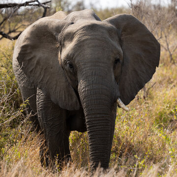 An African elephant with one tusk