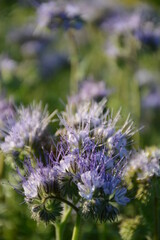 Purple honey phacelia flowers on the field