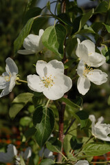 Blooming white flowers on a tree on a sunny day