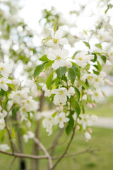 Blooming white flowers on a tree on a sunny day