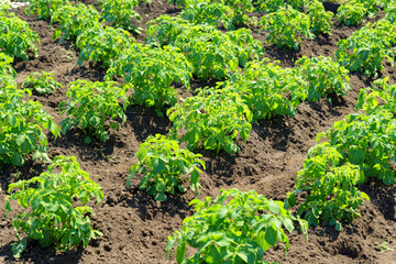 Fototapeta na wymiar Potato plant growing on the soil, Rows of potato plants on the field. Selective focus