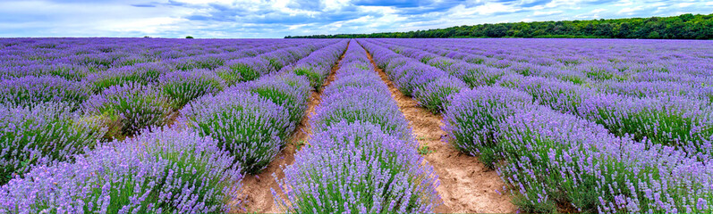 scented  lavender flowers blooming in endless rows. Panoramic view - obrazy, fototapety, plakaty
