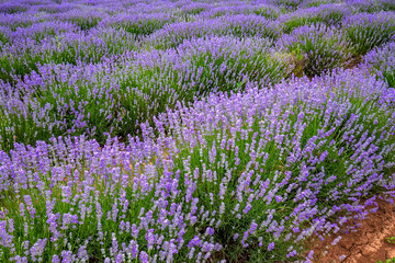 Amazing nature view of blooming lavender