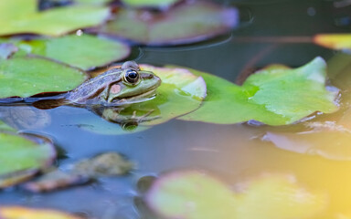 Teichfrosch