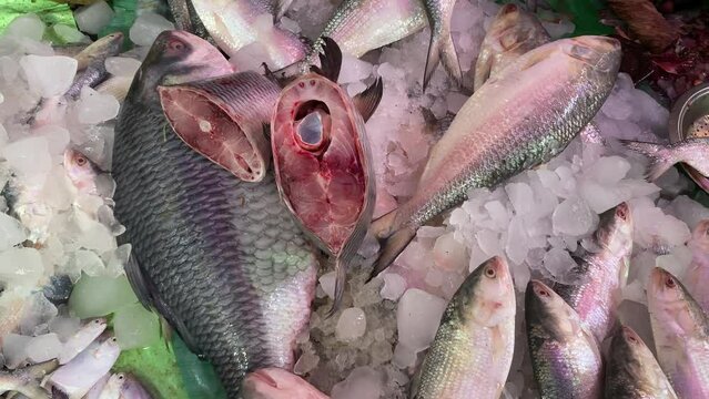 Hilsa Kelee Shad Tenualosa Ilisha Fishes On Ice For Sale In Fish Market With Silvery Scale