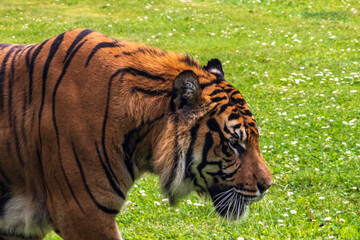 Obraz premium Tête de tigre de Sumatra en profil