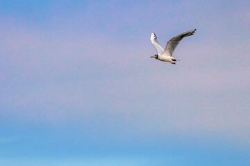 Black headed gull flying with blue sky