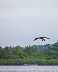 cormorant flying over lake