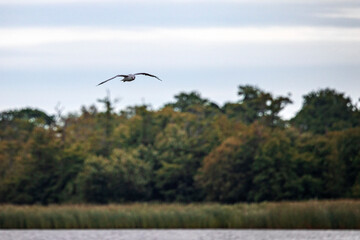 cormorant flying over lake