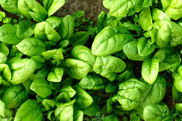 Texture of Green spinach plants. Vegetable planting farm. Natural vegetable garden background