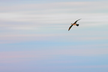 cormorant flying with blue sky background