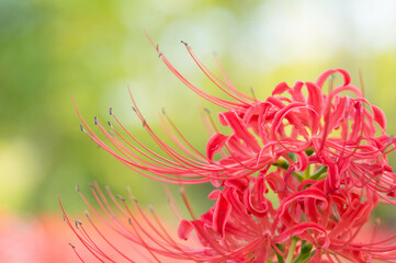 福岡 海の中道海浜公園に咲き誇る美しい彼岸花