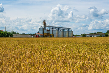 Fototapeta premium agro silos granary elevator with seeds cleaning line on agro-processing manufacturing plant for processing drying cleaning and storage of agricultural products in rye corn or wheat field