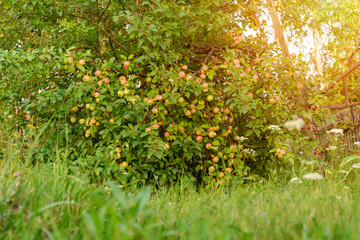 Fototapeta na wymiar Ripe apples in the garden ready for harvest, selective focus, autumn season