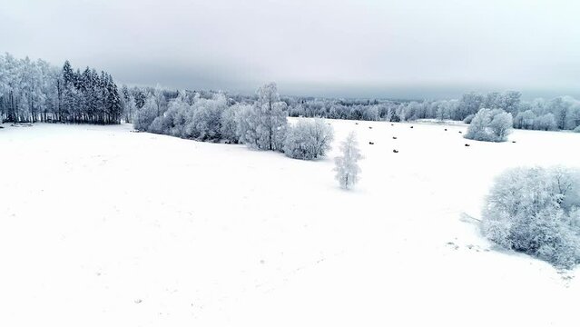 Drone aerial forward moving shot over white snow covered rural landscape on a cloudy day. Coniferous trees covered with frost snow.
