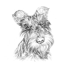 Sketch of Scottish Terrier dog isolated on a white background. Animal art collection: Dogs. Hand Painted Illustration of Pets. Art background for pillow, T-shirt, cover. Design Template