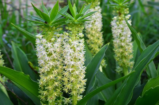 ユーコミス（パイナップルリリー）/Detailed close-up of unique Pineapple Lily (Eucomis comosa) flower spikes in a garden.