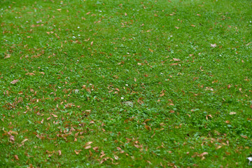 Orange autumn leaves have fallen on green grass with white flowers blooming. The beginning of the autumn season.