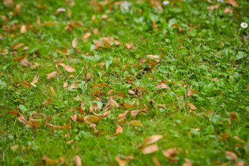 Close-up of orange autumn leaves falling on green grass. The beginning of the autumn season.
