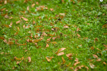 Close-up of orange autumn leaves falling on green grass. The beginning of the autumn season.